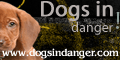 Save a life, gain a buddy - dogsindanger.com