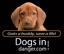 Why Have Commentary on a Dying Dogs Website?