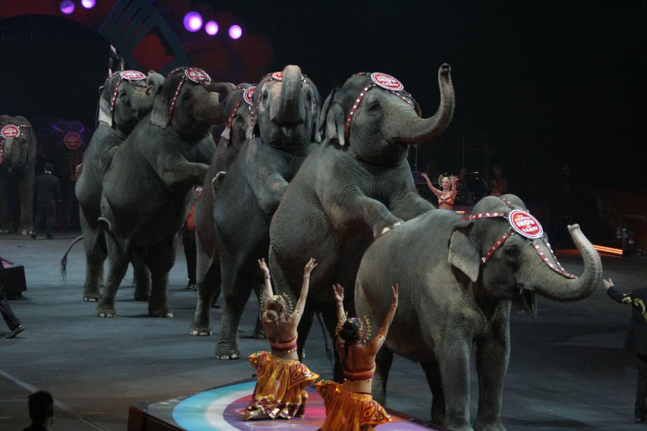 Ringling Bros. Circus shutdown is a distraction from the real issue: Eating animals