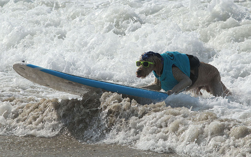 Sniffing out the waves: Doggy surfing contest brings smiles to spectators