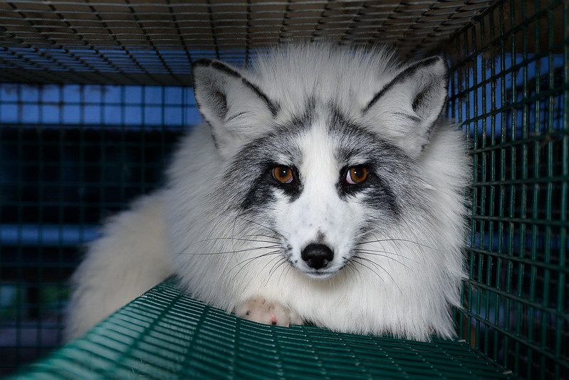 Kannus - Fur farm - 2019 by Oikeutta eläimille