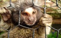 Spain Enacts Law Making Animals Sentient Beings