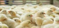 Germany Bans Killing of Male Chicks