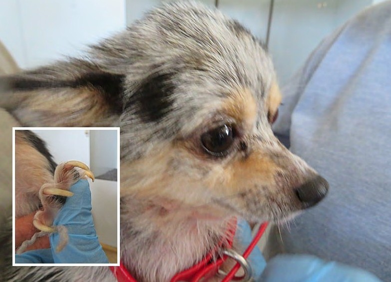 This dog with severely overgrown toenails was found at a breeding facility run by Daniel Gingerich in Iowa.