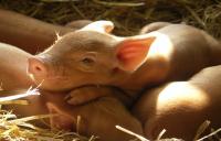 Study Proves Pigs Communicate and Express