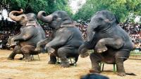 Trained captive elephants perform in Sri Lanka. EPA