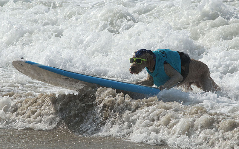 Derby the goldendoodle was one of the most stylish dogs out there, rocking a blue mohawk and sunglasses at the Surf City Surf Dog competition in Huntington Beach on Saturday.