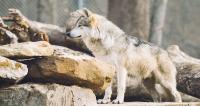 An experimental population of Mexican wolves lives in the Blue Range Wolf Recovery Area in eastern Arizona and western New Mexico.  (File photo by Michael Hannan/Cronkite News)