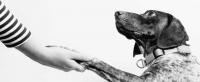 Dogs can understand a range of human words. (Fabian Gieske/Unsplash), CC BY-SA