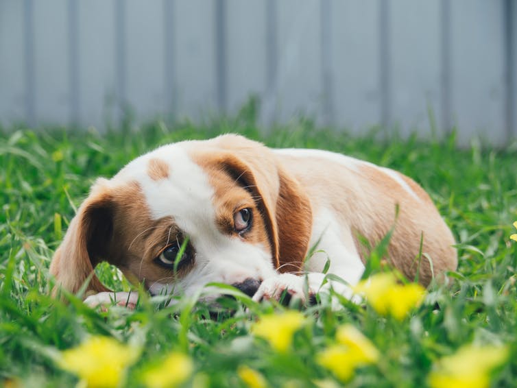 Puppy in grass looking nervous