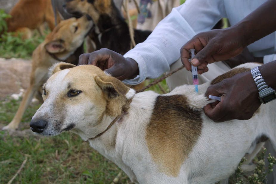 Vaccinating domestic dogs is a successful and cost-effective way to prevent rabies in dogs.