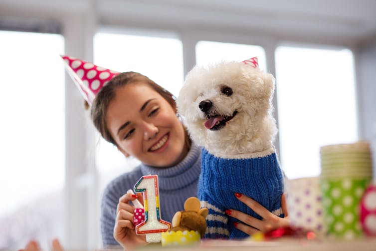 Pet parents might celebrate their dog?s big day ? but with a doggy treat and not chocolate cake. fotostorm/E+ via Getty Images