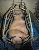 Pig in gestation crate. Credit: Jo-Anne McArthur / Animal Equality / We Animals Media