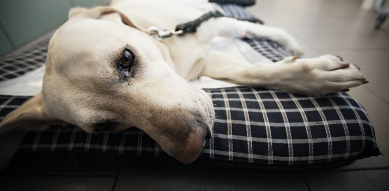 Sick dog and that look that you never forget