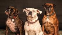 Three big dogs looking up