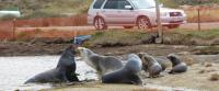 Fencing protects New Zealand sea lions that have migrated inland from road traffic. Janet Ledingham, CC BY-ND