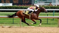 Thoroughbred filly at Churchill Downs â?? Wikimedia Commons photo