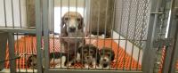 Both PETA and federal inspectors found that lactating beagles were deprived of food in an effort to stop milk production and wean puppies. (People for the Ethical Treatment of Animals)