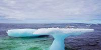 Fox caught on floating iceberg