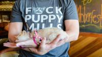 Puppy Mill Dogs Sold as Rescues