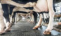 Cow captures the mundane cruelties of a dairy farm. Toa55/Shutterstock