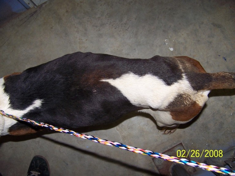 Other Photos of thie Dog