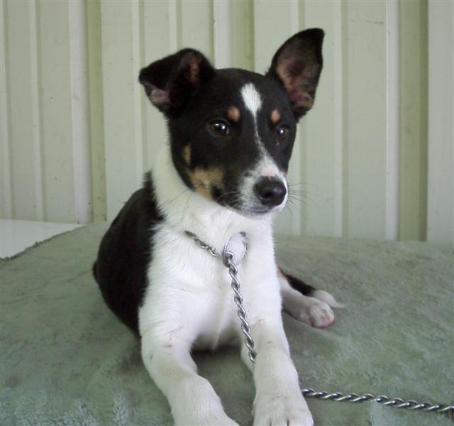 Other Photos of thie Dog