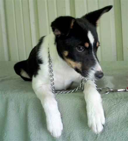 Other Photos of thie Dog