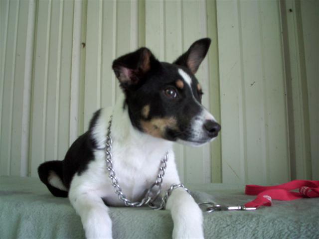 Other Photos of thie Dog