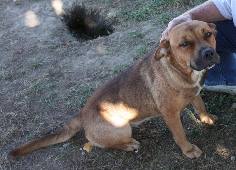Other Photos of thie Dog
