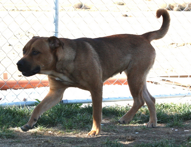 Other Photos of thie Dog