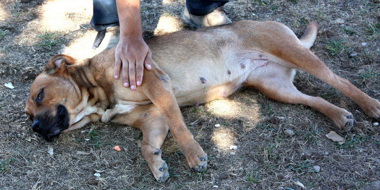 Other Photos of thie Dog