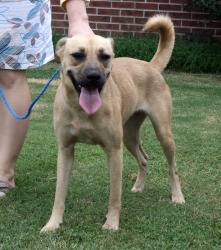 Other Photos of thie Dog