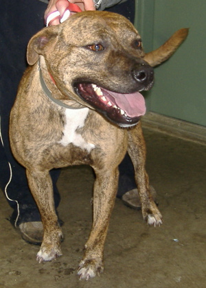 Other Photos of thie Dog