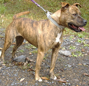 Other Photos of thie Dog