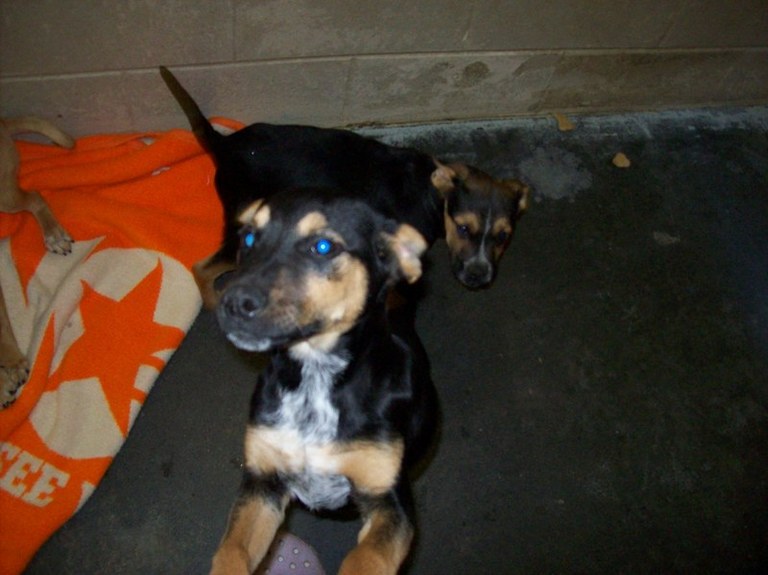 Other Photos of thie Dog