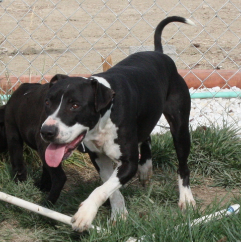 Other Photos of thie Dog