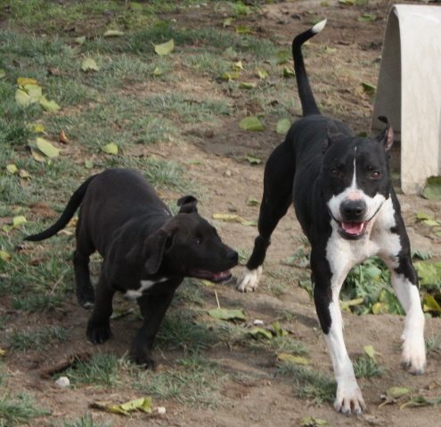 Other Photos of thie Dog
