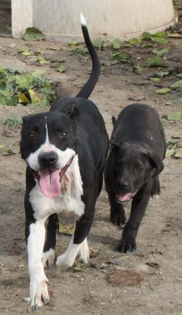 Other Photos of thie Dog