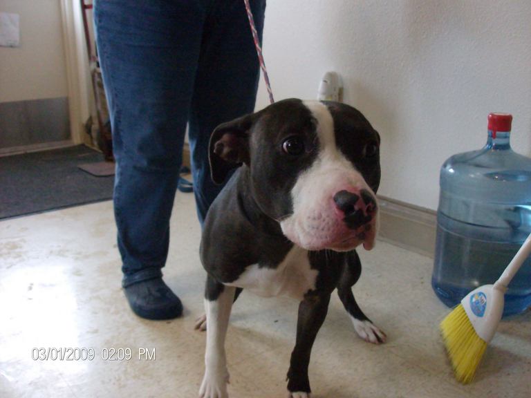Main Photo of this Dog