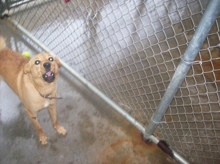 Other Photos of thie Dog