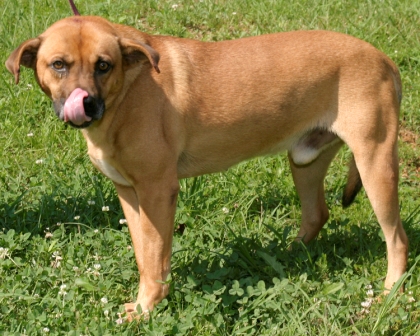 Other Photos of thie Dog