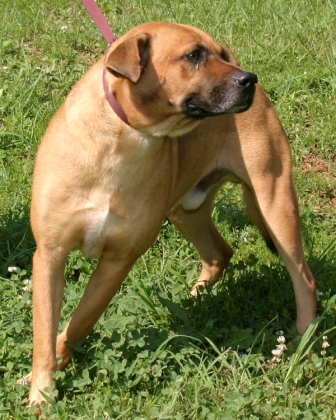 Other Photos of thie Dog