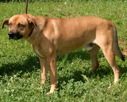 Other Photos of thie Dog