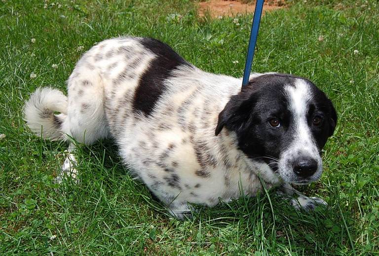 Other Photos of thie Dog