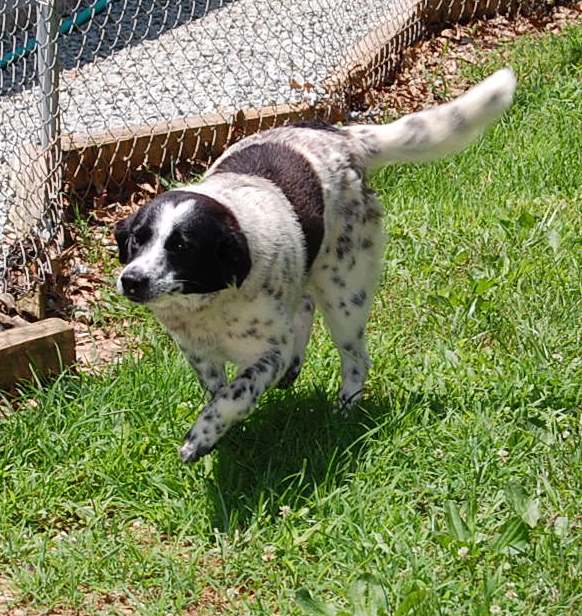 Other Photos of thie Dog