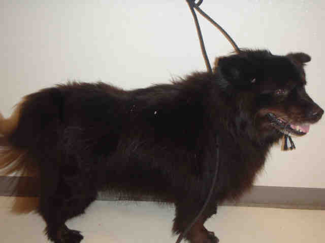 Main Photo of this Dog