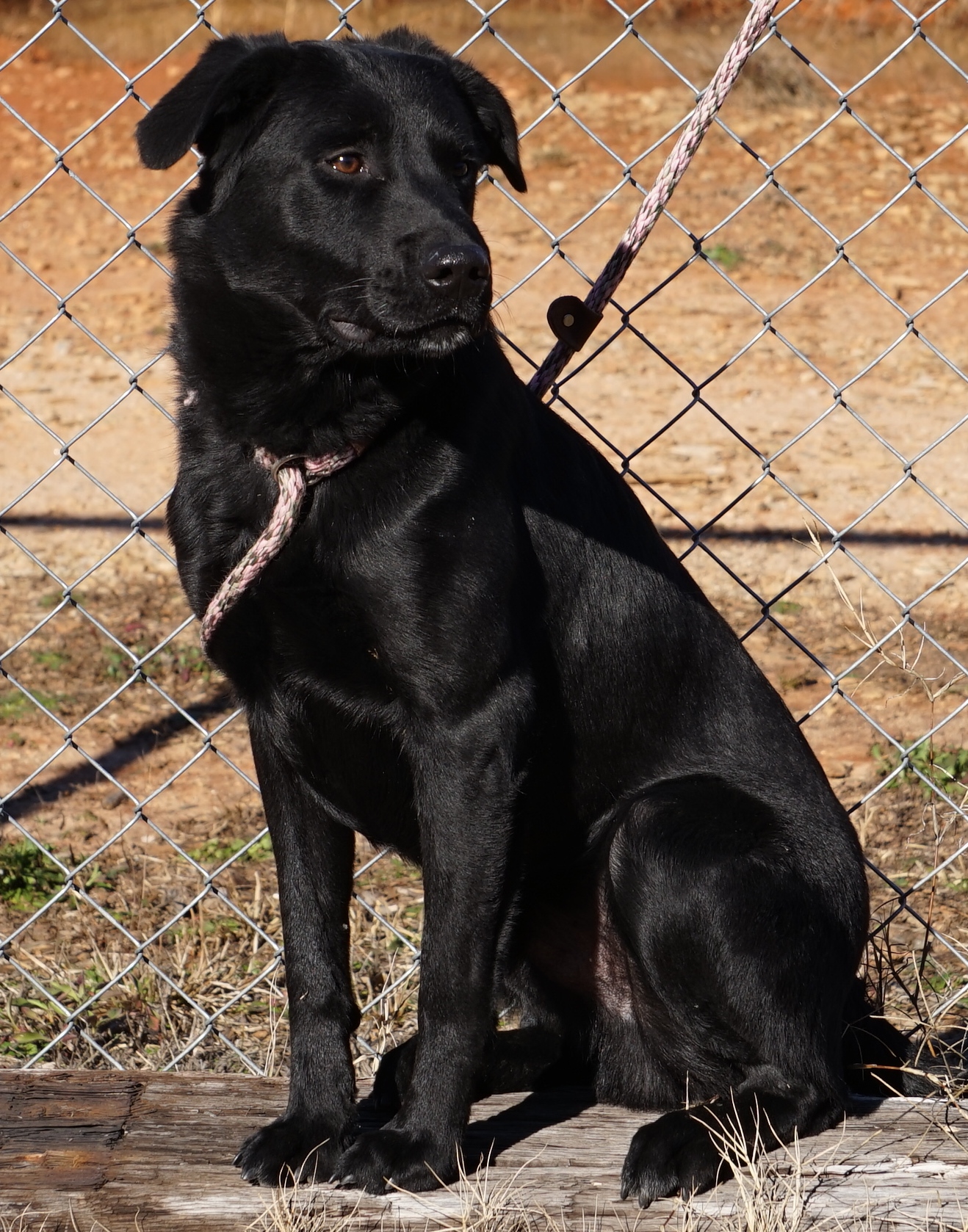 Other Photos of thie Dog