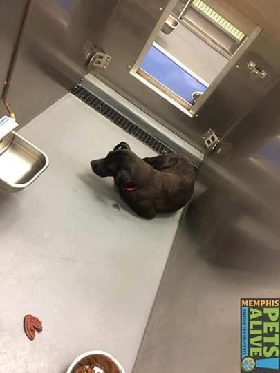 Other Photos of thie Dog