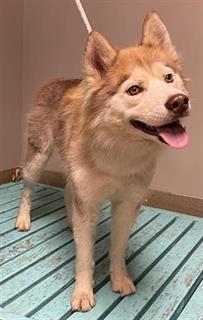 Main Photo of this Dog